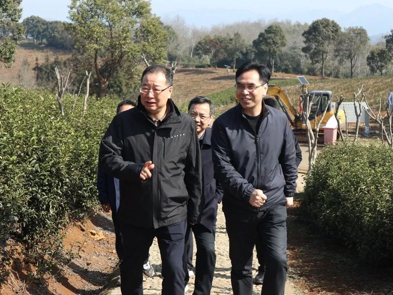 关于宁波市政协来宁海县调研茶产业高质量发展情况的消息