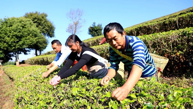 关于茶园又披“新衣”！宁洱县第一波春茶抢“鲜”开采的相关内容(1)