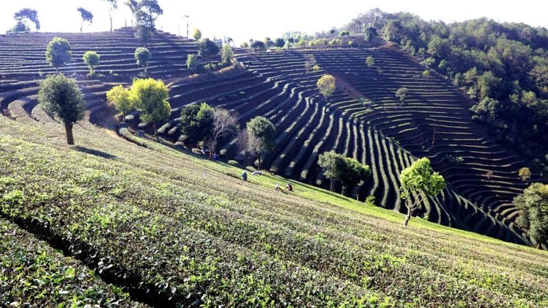 关于茶园又披“新衣”！宁洱县第一波春茶抢“鲜”开采的相关内容