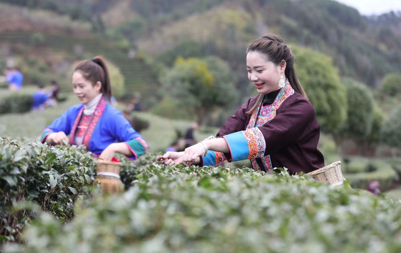 关于2023广西春茶节暨三江早春茶开采节启动的最新消息