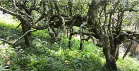 有关于云南古茶树保护条例实施在即，5月21日将开启第一个“古茶树保护宣传日”的消息(8)