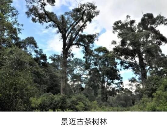 有关于云南古茶树保护条例实施在即，5月21日将开启第一个“古茶树保护宣传日”的消息(7)