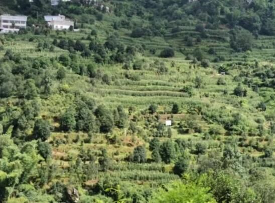 有关于云南古茶树保护条例实施在即，5月21日将开启第一个“古茶树保护宣传日”的消息(3)