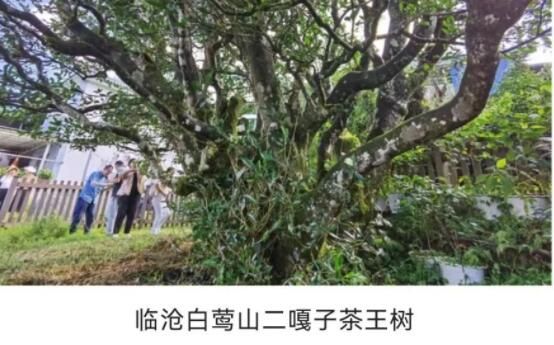 有关于云南古茶树保护条例实施在即，5月21日将开启第一个“古茶树保护宣传日”的消息(5)