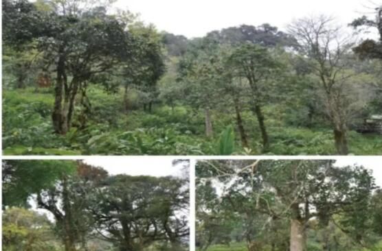 有关于云南古茶树保护条例实施在即，5月21日将开启第一个“古茶树保护宣传日”的消息(1)