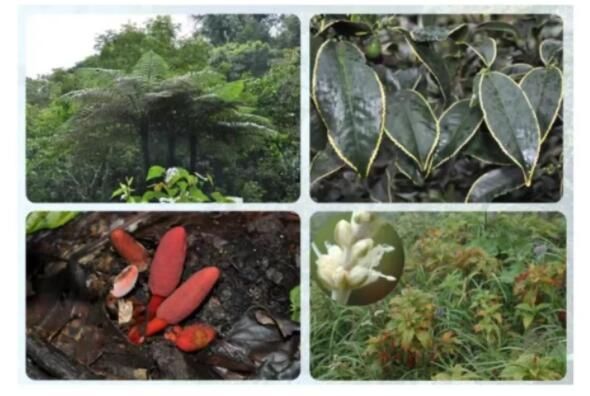 有关于云南古茶树保护条例实施在即，5月21日将开启第一个“古茶树保护宣传日”的消息