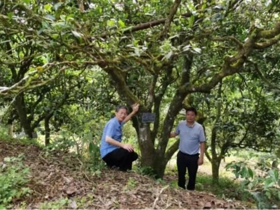 有关于云南古茶树保护条例实施在即，5月21日将开启第一个“古茶树保护宣传日”的消息(6)