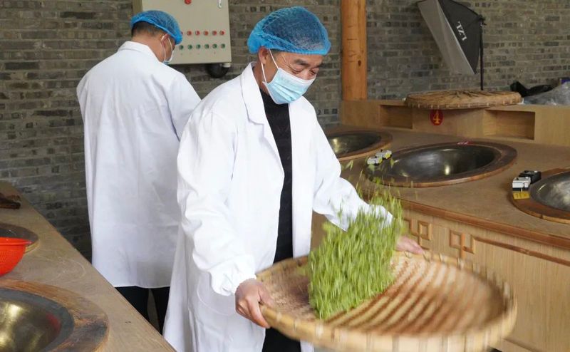 关于夹江新场镇30万亩茶园陆续开采！的消息(3)