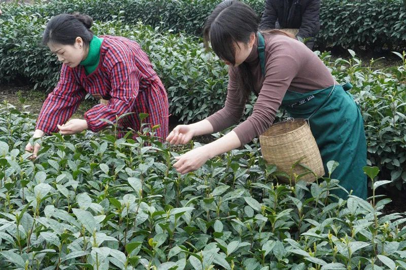 关于夹江新场镇30万亩茶园陆续开采！的消息(1)