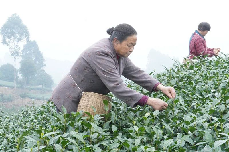 关于夹江新场镇30万亩茶园陆续开采！的消息(2)