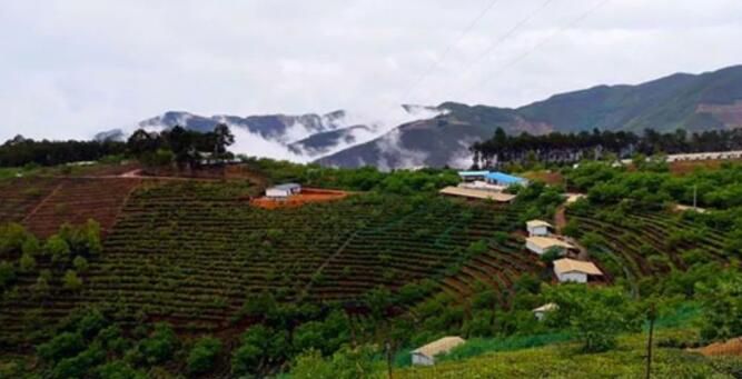 有关于贵州印江：抱团发展挣“茶”钱的资讯