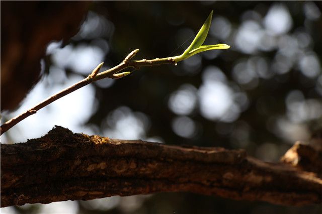 有关于蛮砖曼林古树茶2023年春茶价格的最新消息(1)