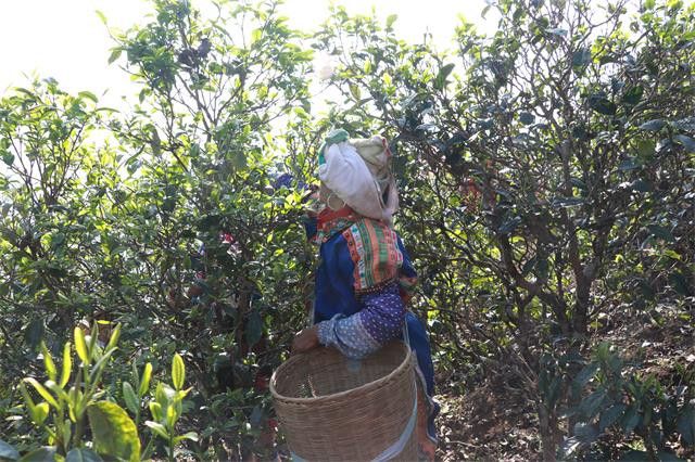 有关于2023年纸山箐春茶价格及特点的最新消息