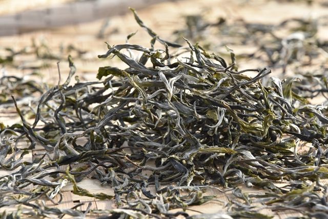 有关于2023年纸山箐春茶价格及特点的最新消息(2)