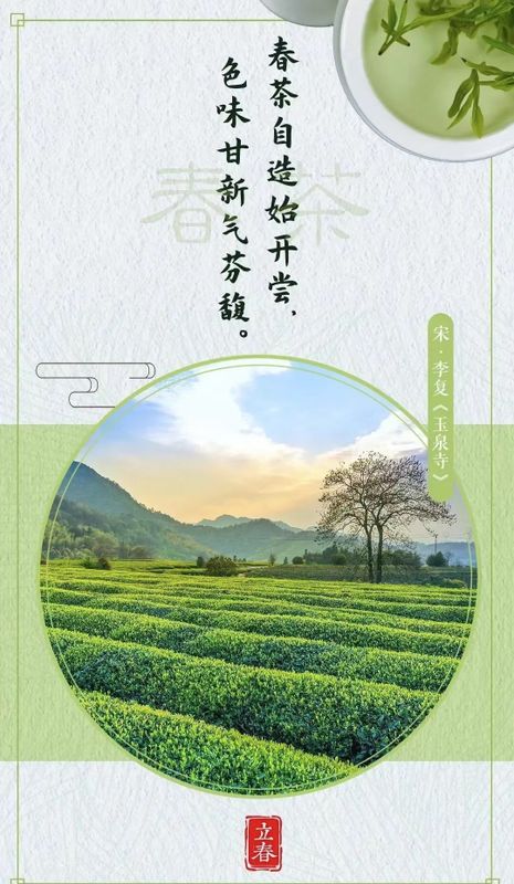 关于四川省茶叶行业协会携手湖南茶频道探访兔年春茶抢“鲜”的内容