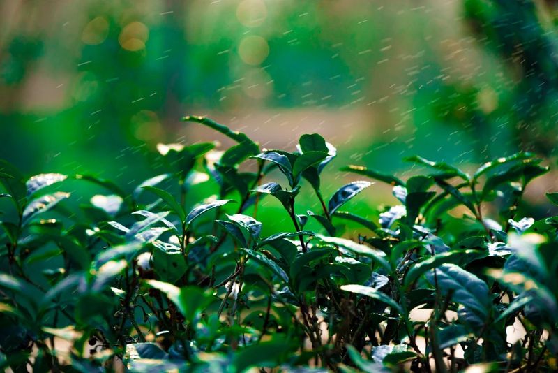 关于四川省茶叶行业协会携手湖南茶频道探访兔年春茶抢“鲜”的内容(4)