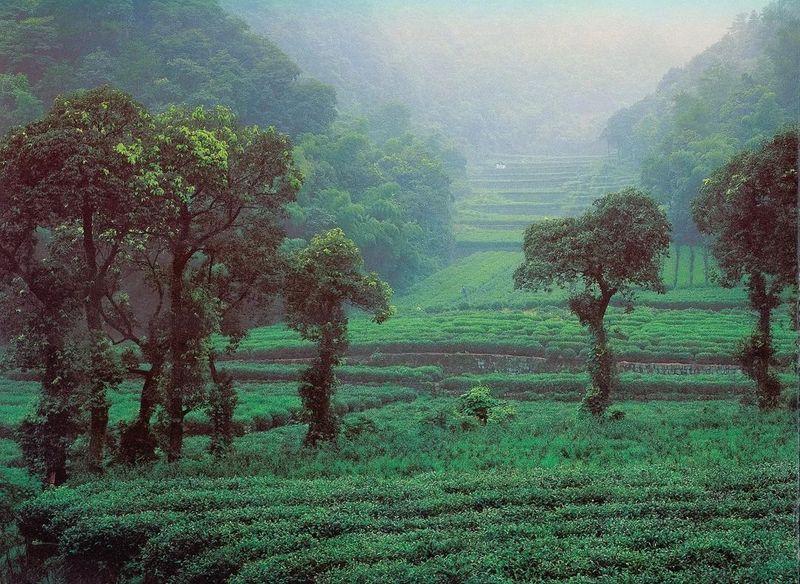 关于2023西湖龙井茶快报，浙江省第一批地理标志富农最佳实践案例公布，西湖龙井茶入选！的消息