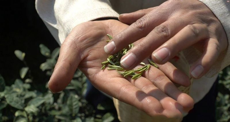 关于从“采摘”到“成茶”，最快四小时抢“鲜”的相关内容