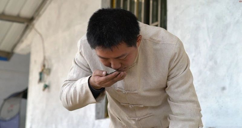 关于从“采摘”到“成茶”，最快四小时抢“鲜”的相关内容(3)