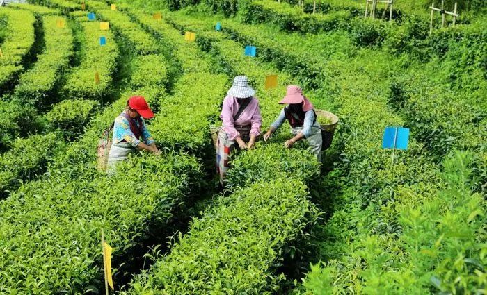 有关于临沧凤庆：讲好“茶”故事 做好“茶”文章的新闻