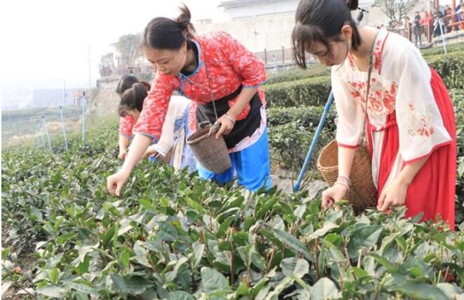 有关于宜宾高县：蜀山茶海优质早茶开采的最新消息(3)