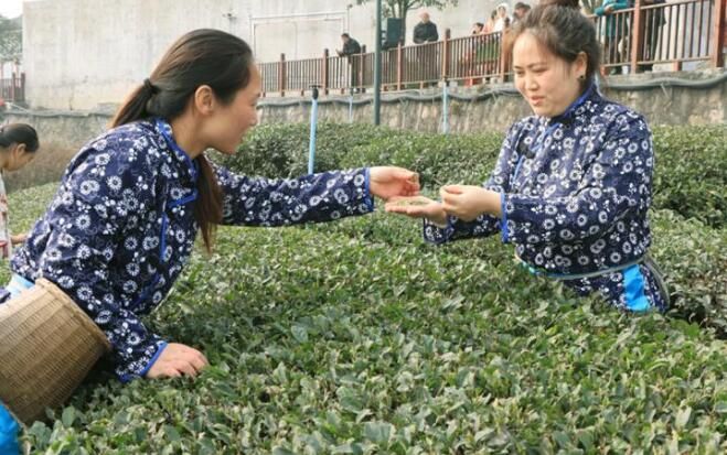 有关于宜宾高县：蜀山茶海优质早茶开采的最新消息(4)