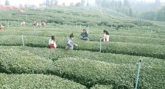 有关于宜宾高县：蜀山茶海优质早茶开采的最新消息