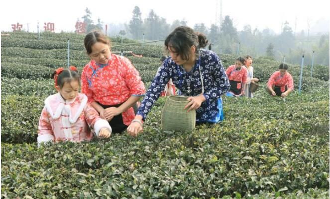 有关于宜宾高县：蜀山茶海优质早茶开采的最新消息(1)