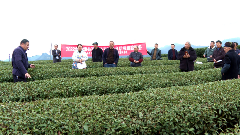 有关于湄潭：高级农艺师把技术送到茶园的相关信息