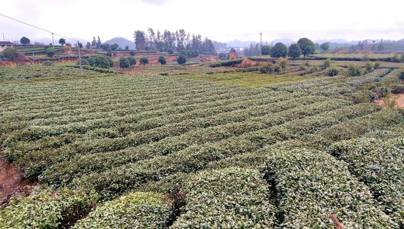 有关于湄潭：高级农艺师把技术送到茶园的相关信息(1)