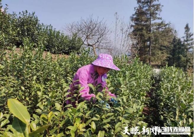 有关于普安江西坡镇：一人一篓采茶忙的内容