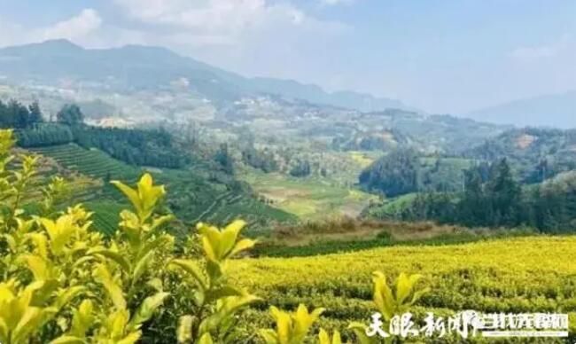 有关于普安江西坡镇：一人一篓采茶忙的内容(4)