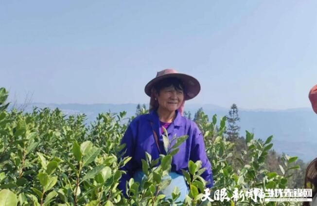 有关于普安江西坡镇：一人一篓采茶忙的内容(1)