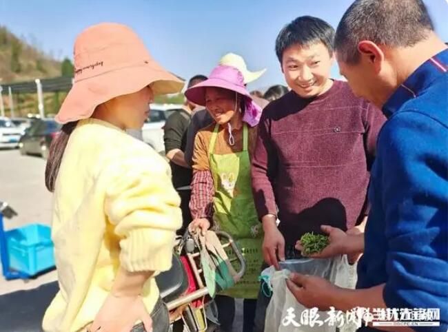 有关于普安江西坡镇：一人一篓采茶忙的内容(2)