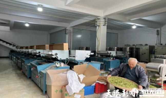 有关于普安江西坡镇：一人一篓采茶忙的内容(3)