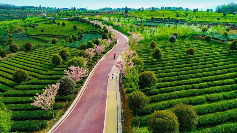 有关于新起点 回望贵州茶，新征程 寄望贵州茶——胡继承在第十一届贵州茶业经济年会上的演讲的信息(5)