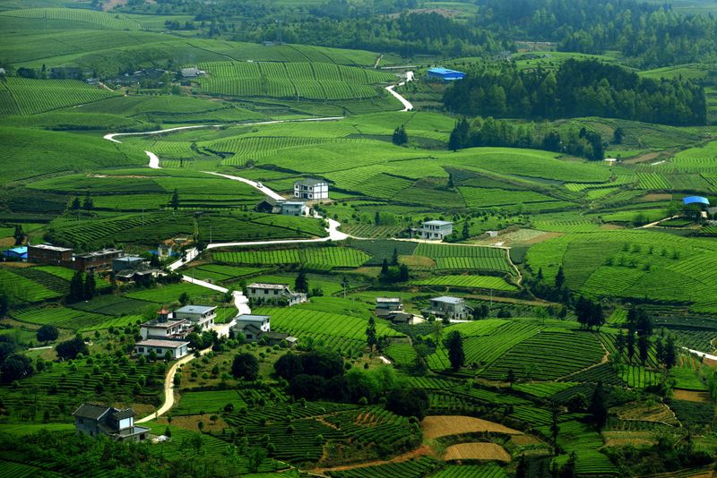 有关于新起点 回望贵州茶，新征程 寄望贵州茶——胡继承在第十一届贵州茶业经济年会上的演讲的信息(19)