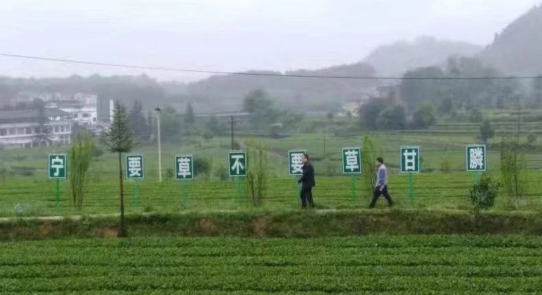 有关于新起点 回望贵州茶，新征程 寄望贵州茶——胡继承在第十一届贵州茶业经济年会上的演讲的信息(11)
