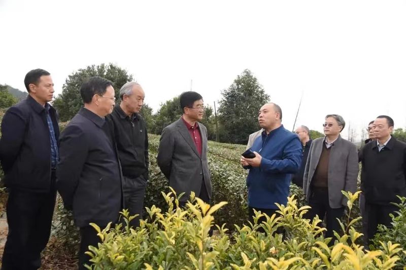 有关于新起点 回望贵州茶，新征程 寄望贵州茶——胡继承在第十一届贵州茶业经济年会上的演讲的信息(4)