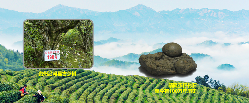 有关于新起点 回望贵州茶，新征程 寄望贵州茶——胡继承在第十一届贵州茶业经济年会上的演讲的信息(3)