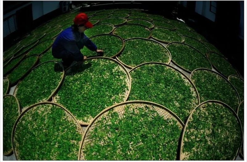 有关于新起点 回望贵州茶，新征程 寄望贵州茶——胡继承在第十一届贵州茶业经济年会上的演讲的信息(12)