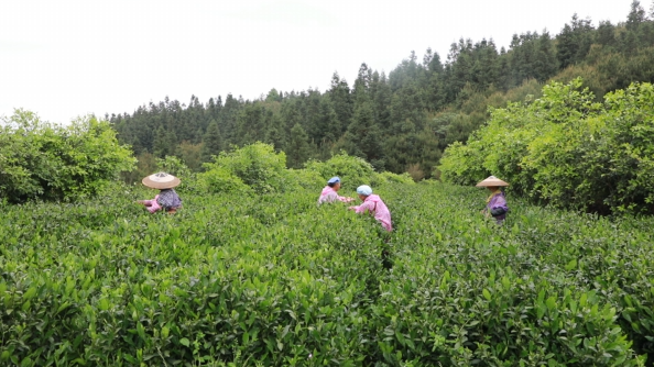 有关于2022年黎平县茶产业突破14亿元大关的相关信息(1)