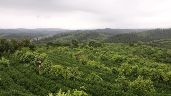 有关于2022年黎平县茶产业突破14亿元大关的相关信息