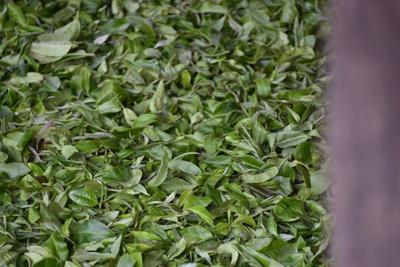 有关于易武凤凰窝2023年古树春茶多少钱的资讯(2)