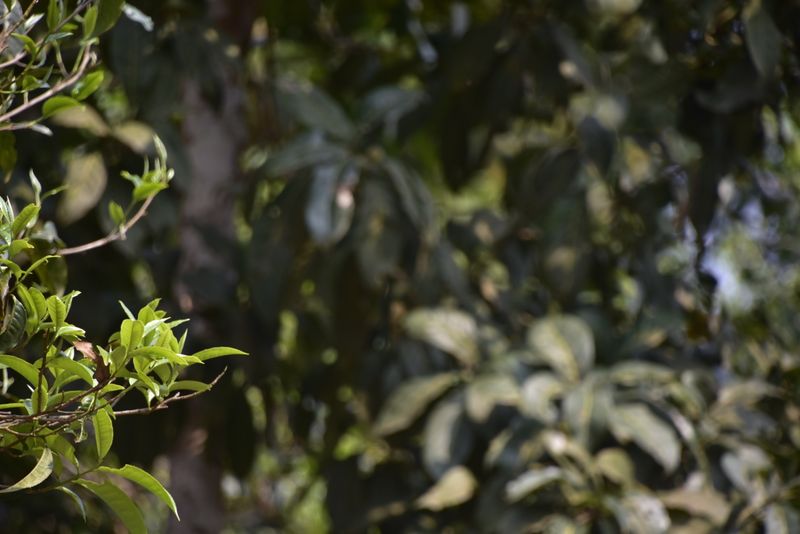 有关于易武凤凰窝2023年古树春茶多少钱的资讯