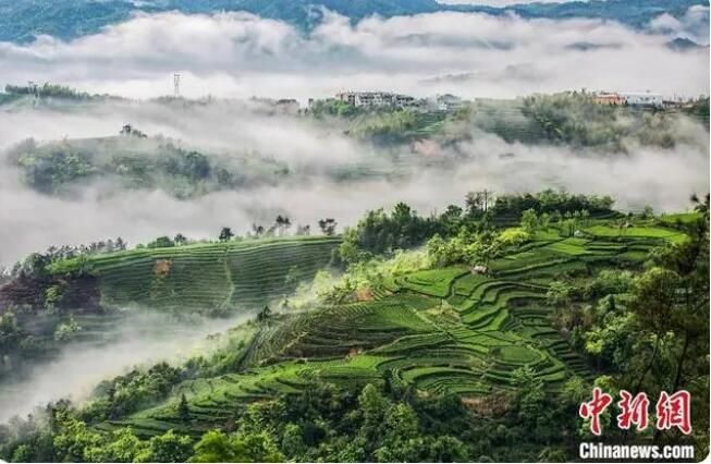 有关于福建福鼎：统筹“三茶”发展 促进白茶产业高质量发展的最新消息(4)