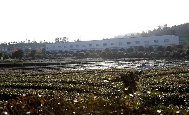 关于西乡县：茶园生机勃勃 茶农丰收在望的资讯(3)