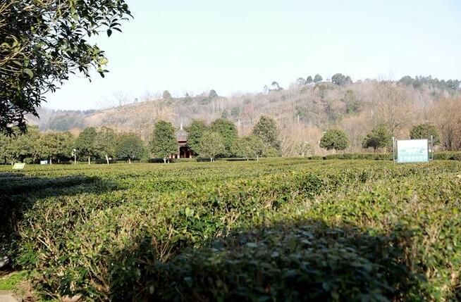 关于西乡县：茶园生机勃勃 茶农丰收在望的资讯(1)