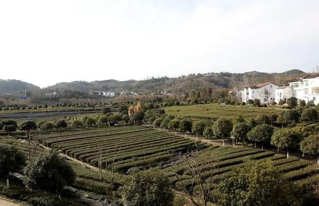 关于西乡县：茶园生机勃勃 茶农丰收在望的资讯(2)