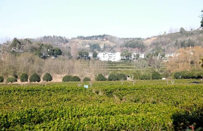 关于西乡县：茶园生机勃勃 茶农丰收在望的资讯